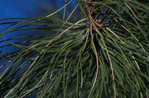 800 mm, 400 mm with 2x extender