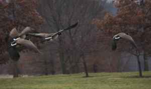 Low Flying Geese