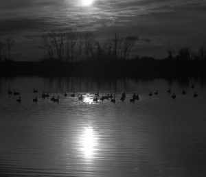 SunShine Silhouettes