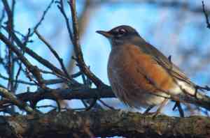 American Robin