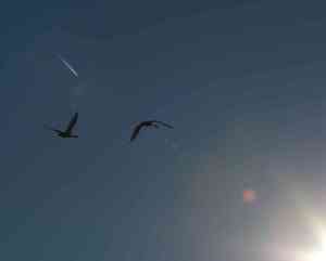 Lens Flare and Contrails, Trumpeter Swans