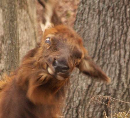 Elk - Bad Hair Day