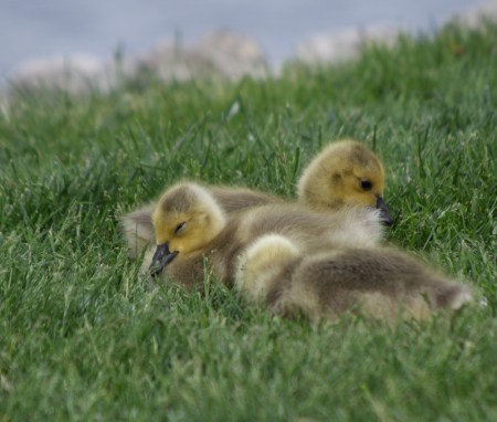 Gosling Nap Time