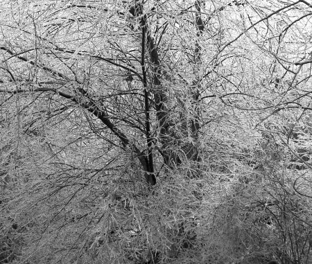 Ice Covered Branches