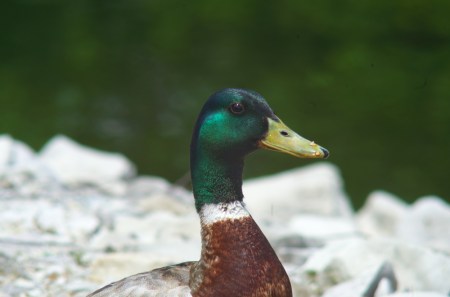Mr. Mallard