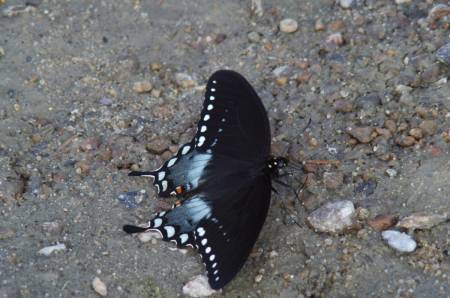 Spicebush Swallowtail Butterfly