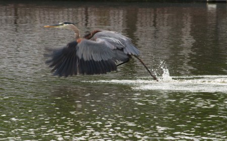 Great Blue Heron - Walking On Water
