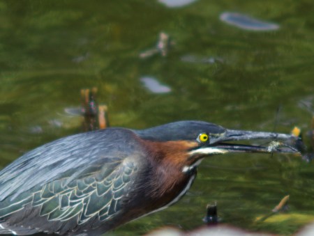 Green Heron - Light Snack
