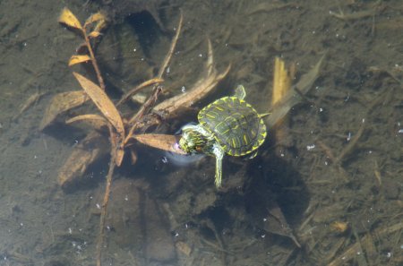 Baby Turtle On Leaf Pillow