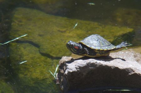  Baby Turtle Rock Surfing