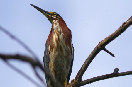 Green Heron Looking Up