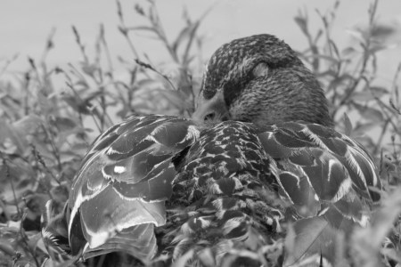 Monochrome Mallard