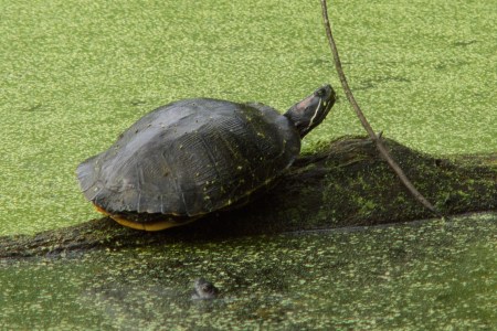 Yellow-bellied Slider Turtle