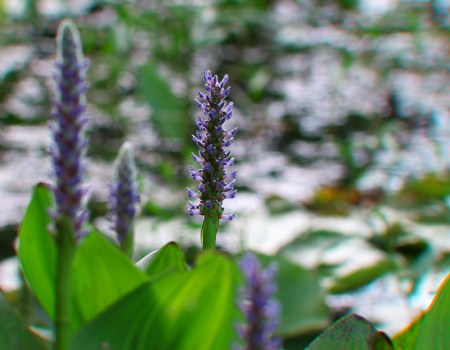 Pickerelweed Pontederia cordata