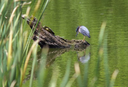 Turtle and Green Heron Log