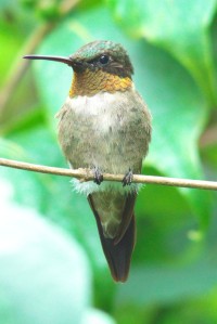 Ruby-throated Hummingbird 2