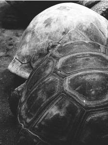 Tortoise Shells