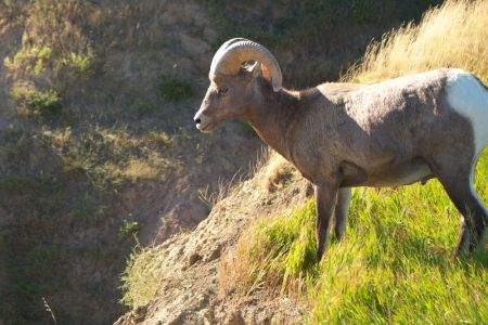Big Horn Sheep