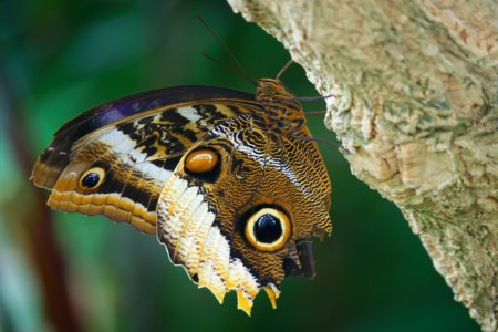 Owl Butterfly