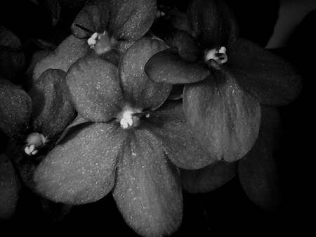 African Violet Monochrome