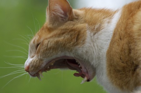 cat, yawn, teeth, tiger