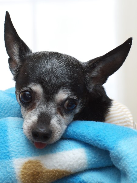 chihuahua, dog, blanket portrait