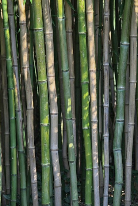 abstract, bamboo, green, nature