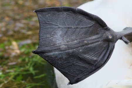 swan, foot, lake, big foot