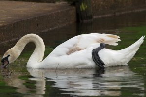 swan, foot, lake, big foot