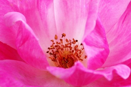 rose, knockout rose, pink, petals, detail, soft