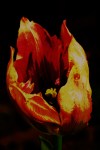 tulip, flame, post process, edit
