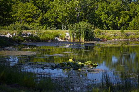 reflection, peaceful, pond, mirror, meditation