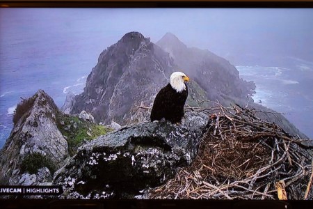 WPC, eagle, catalina, nest, atop, wordpress, webcam