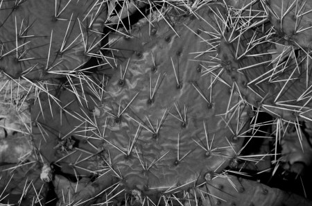 wpc, focus, needle sharp, cactus, monochrome