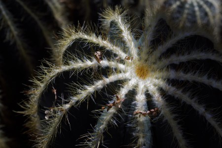 wpc, structured, cactus, sharp