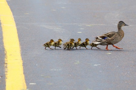 wpc, mallard, photography, nik, prolific, ducklings