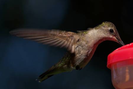 wpc, favorites, hummingbird