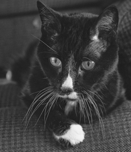 black and white cat, monochrome, photo,